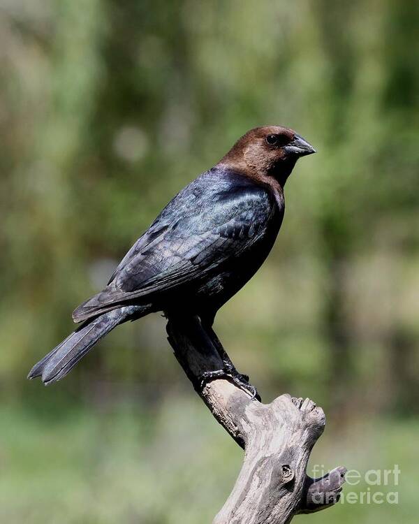 Nature Art Print featuring the photograph Brown-headed Cowbird #4 by Jack R Brock