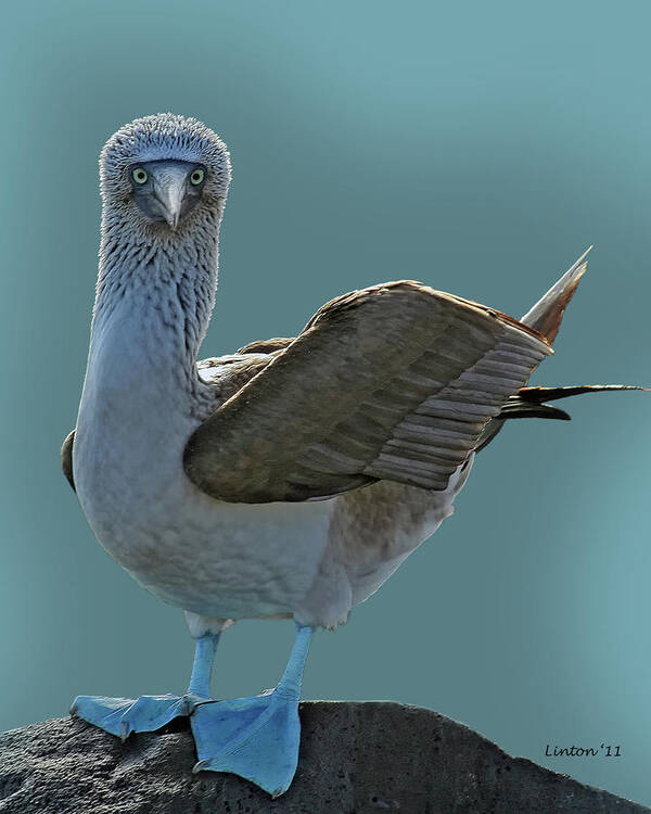 Blue-footed Booby Art Print featuring the photograph Blue-footed Booby #5 by Larry Linton