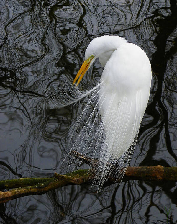 Bird Art Print featuring the photograph A Thing of Beauty by Judy Wanamaker