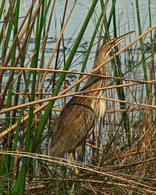 Nature Art Print featuring the photograph American Bittern by Peggy Urban