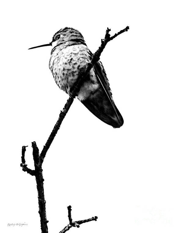 Bird Art Print featuring the digital art Another Little Bird by Rhonda Strickland