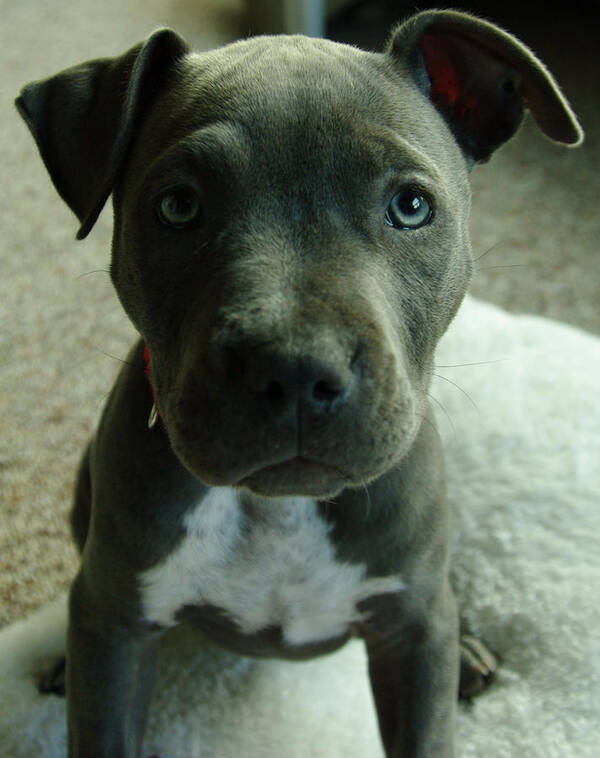 Blue Nose Art Print featuring the photograph Baby Bluenose by Travis Crockart