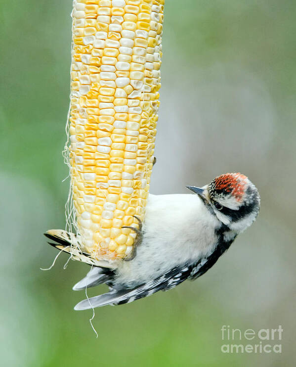 Bird Art Print featuring the photograph Baby Downy Woodpecker Has Lunch by Jean A Chang