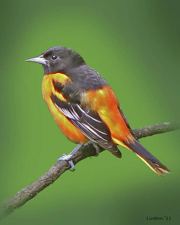 Baltimore Oriole Art Print featuring the photograph Baltimore Oriole by Larry Linton