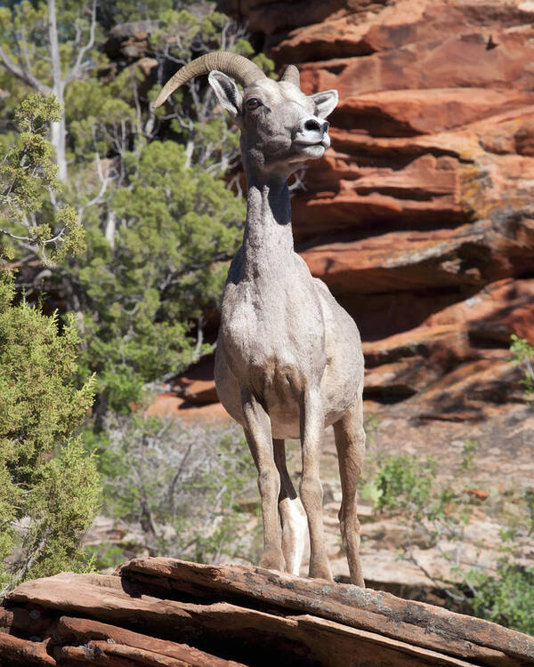 Bighorn Art Print featuring the photograph Bighorn Sheep in Zion Natl Park by Gregory Scott