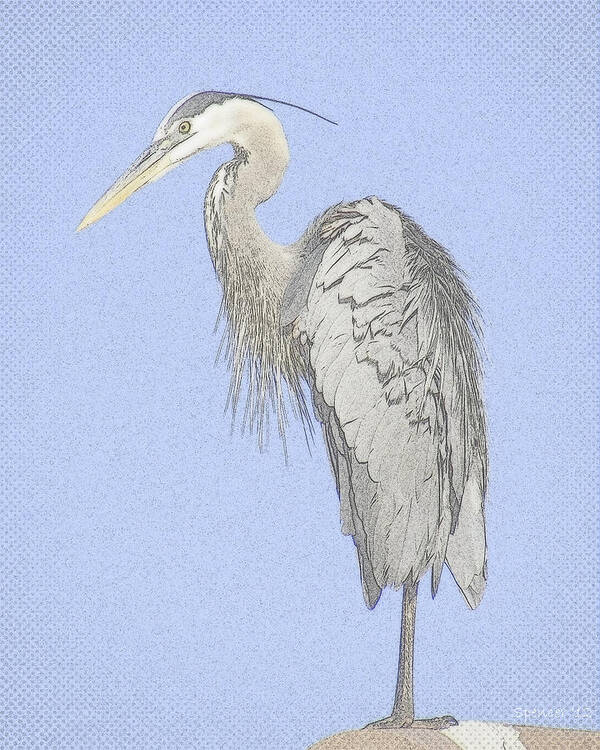 Bird Art Print featuring the photograph Blue Heron by T Guy Spencer