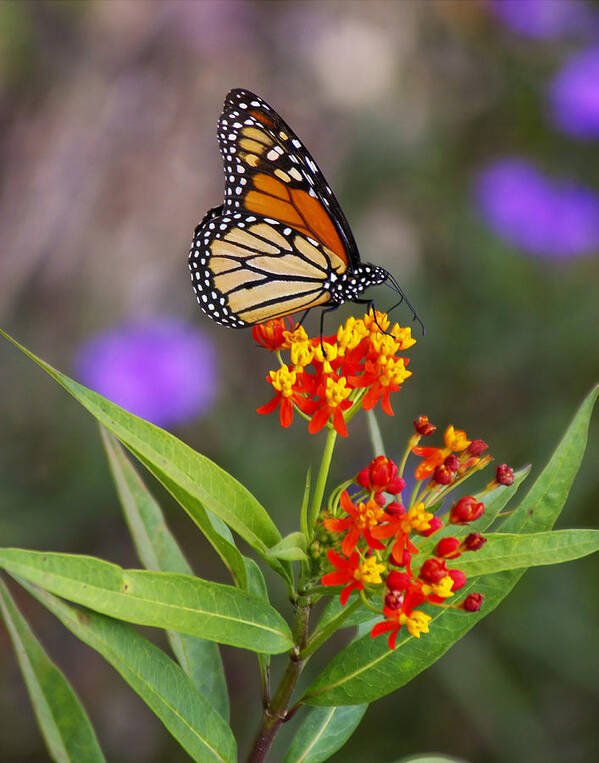 Nature Art Print featuring the photograph Butterfly Closeup by Joe Myeress