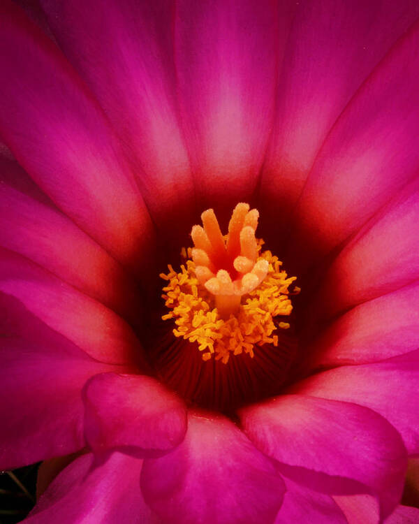Cactus Art Print featuring the photograph Cactus Flower by Gregory Scott