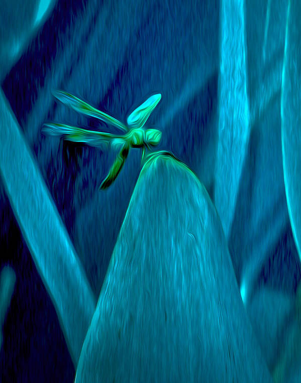 Dragonfly Art Print featuring the photograph Dragonfly 2 by Jim Painter