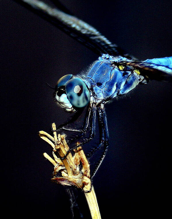 Dragonfly Art Print featuring the photograph Dragonfly by Jim Painter