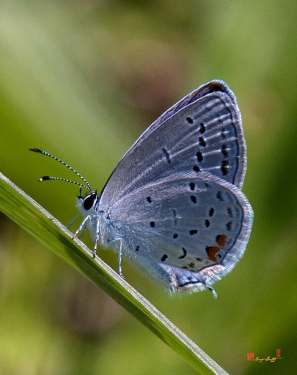 Spring Art Print featuring the photograph Eastern Tailed-Blue Butterfly DIN045 by Gerry Gantt