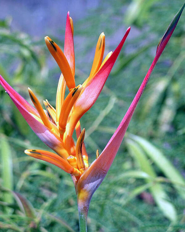 Heliconia Art Print featuring the photograph Enhanced Heliconia by Karen Nicholson
