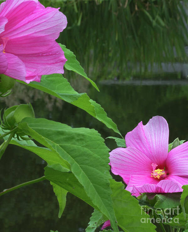 Flora Art Print featuring the photograph Facing the Pond by Robert Pilkington