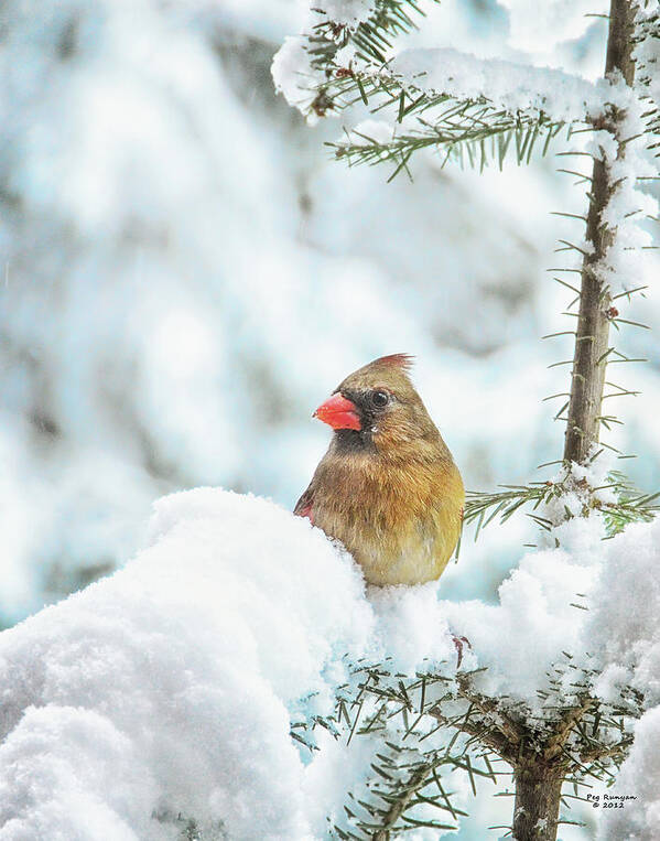 Female Cardinal Art Print featuring the photograph Female Cardinal in Snowy Tree by Peg Runyan