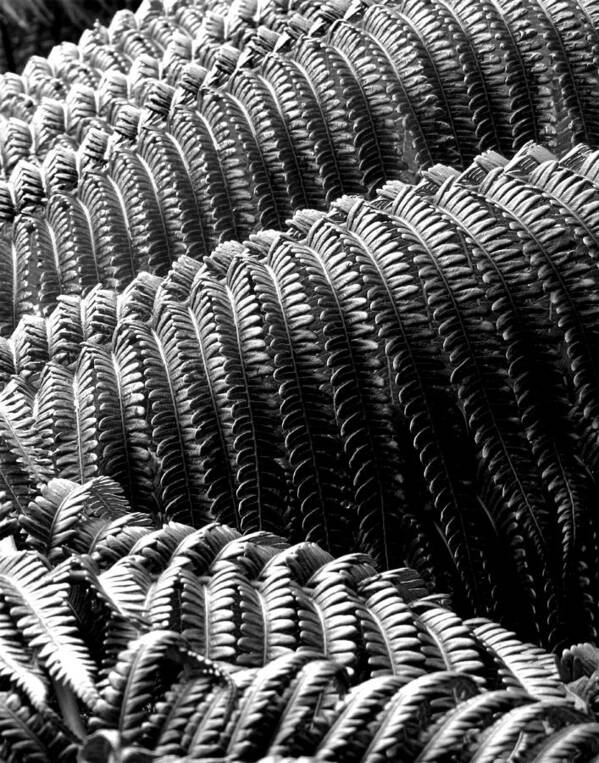 Ferns Art Print featuring the photograph Ferns by Timothy Bulone