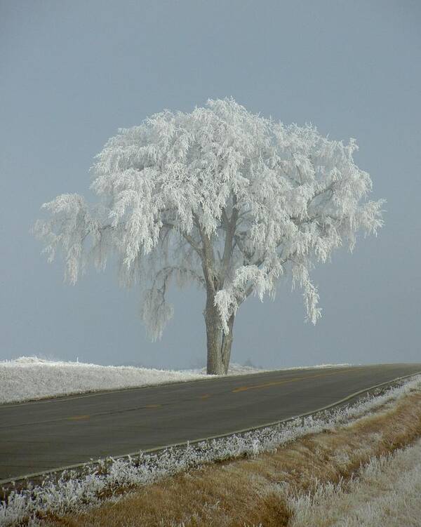 Tree Art Print featuring the photograph Frost on The Big Tree by Penny Meyers