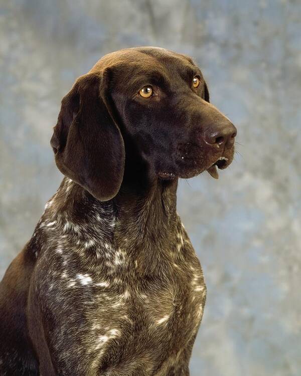 Color Art Print featuring the photograph German Pointer Portrait Of A Dog by The Irish Image Collection 