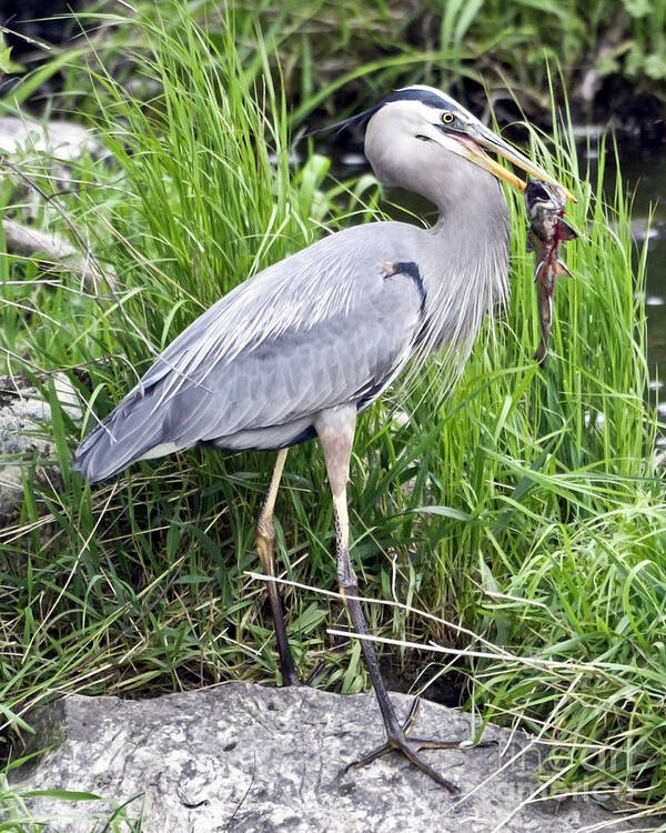 Juvenile Great Blue Heron Art Print featuring the photograph Great Blue Heron Catches Dinner-1 by Ilene Hoffman