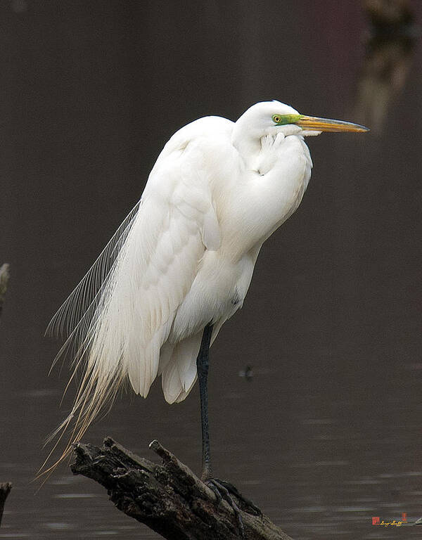 Marsh Art Print featuring the photograph Great Egret Resting DMSB0036 by Gerry Gantt