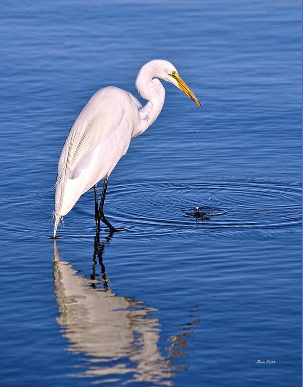 Bird Art Print featuring the photograph Great Egret with shrimp by Maria Nesbit
