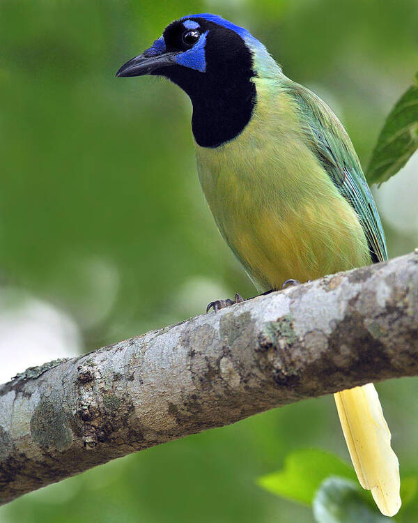Green Jay Art Print featuring the photograph Green Jay by Tony Beck