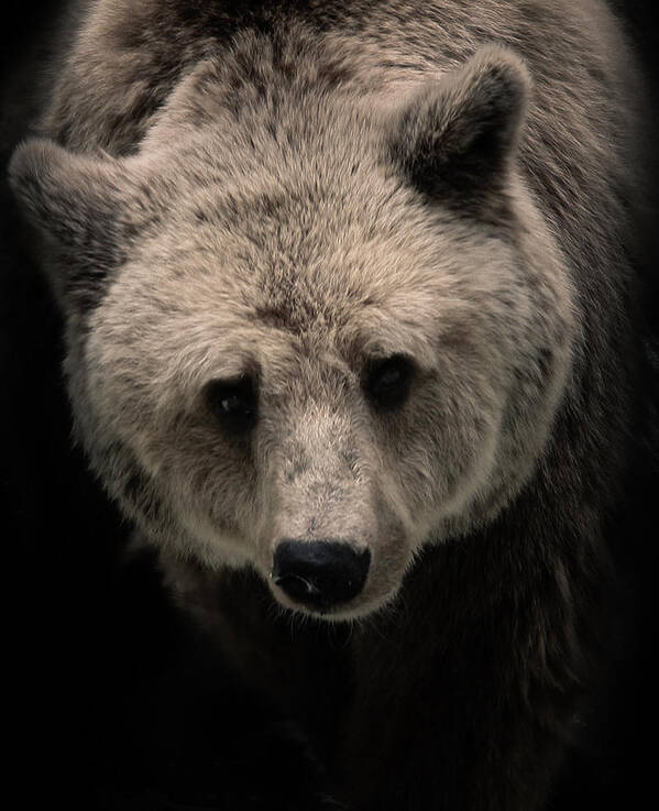 Grizzly Art Print featuring the photograph Grizzly by Ivica Vulelija