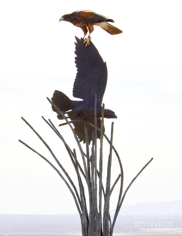 Hawk Art Print featuring the photograph Hawk on statue by Rebecca Margraf