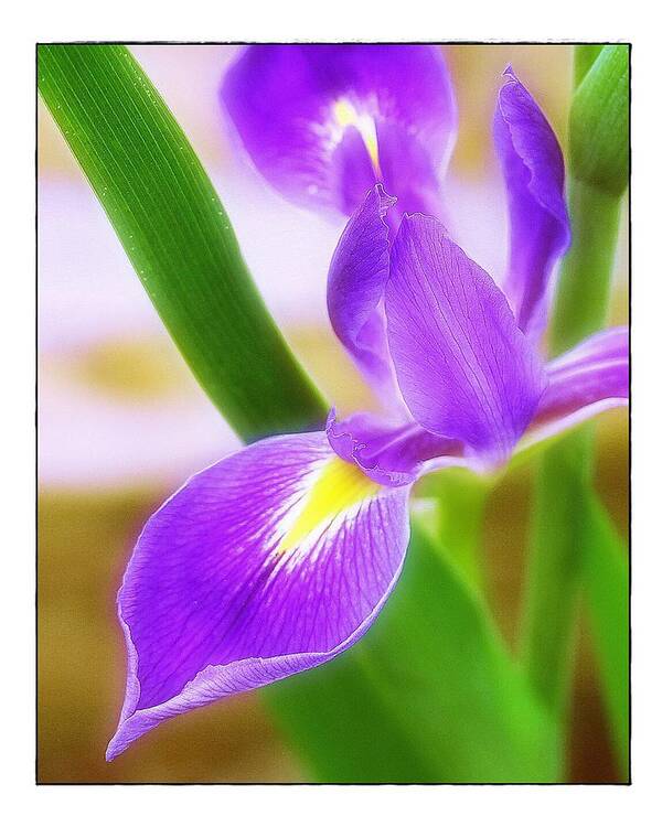 Iris Art Print featuring the photograph Iris on Pointe by Judi Bagwell