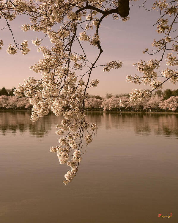 Washington D.c. Art Print featuring the photograph Japanese Cherry Tree Blossoms over the Tidal Basin in Sepia DS019S by Gerry Gantt
