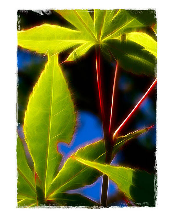 Arkansas Art Print featuring the photograph Japanese Maple Leaves by Judi Bagwell