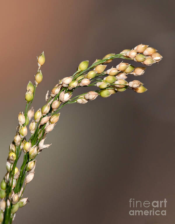 Flowers Art Print featuring the photograph Just a simple weed by Jean A Chang