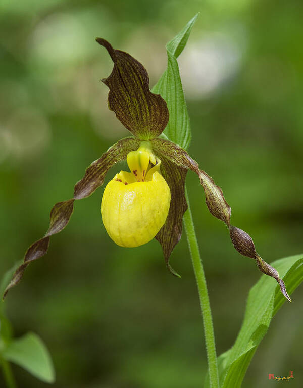 Nature Art Print featuring the photograph Large Yellow Lady Slipper Orchid DSPF0251 by Gerry Gantt