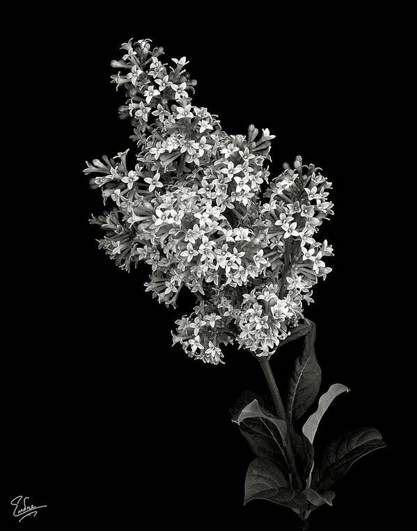 Flower Art Print featuring the photograph Lilac in Black and White by Endre Balogh