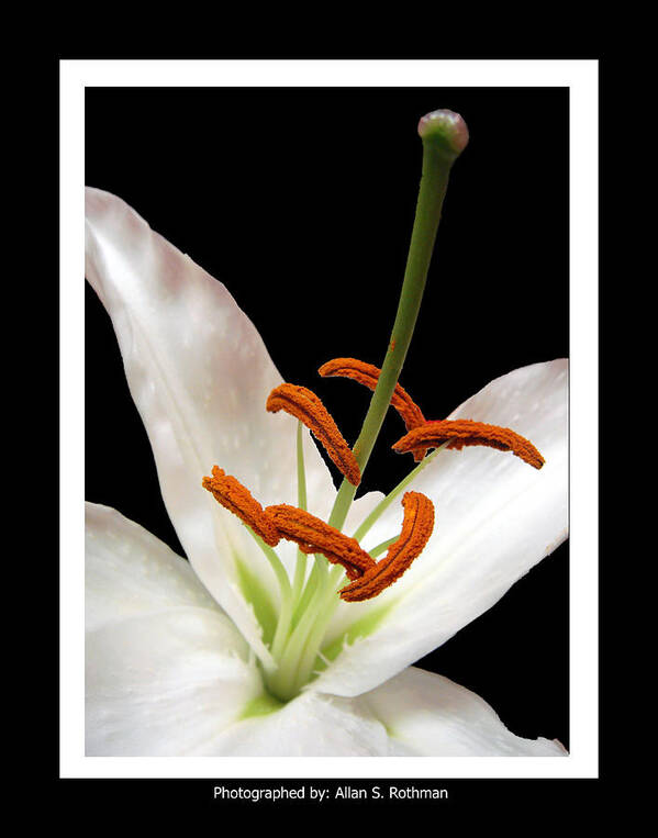 Lily Art Print featuring the photograph Lily Vertical by Allan Rothman