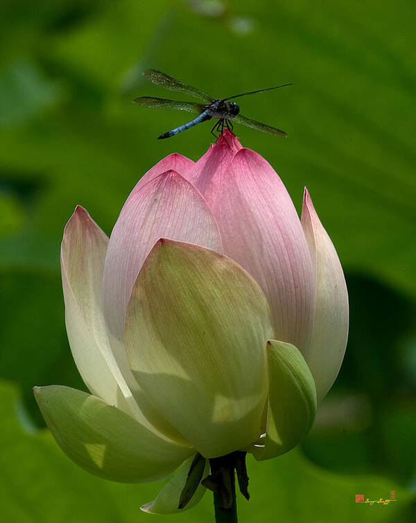 Nature Art Print featuring the photograph Lotus Bud and Blue Dasher Dragonfly--Supporting Role DL019 by Gerry Gantt