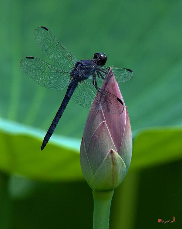 Nature Art Print featuring the photograph Lotus Bud and Slatey Skimmer Dragonfly DL072 by Gerry Gantt