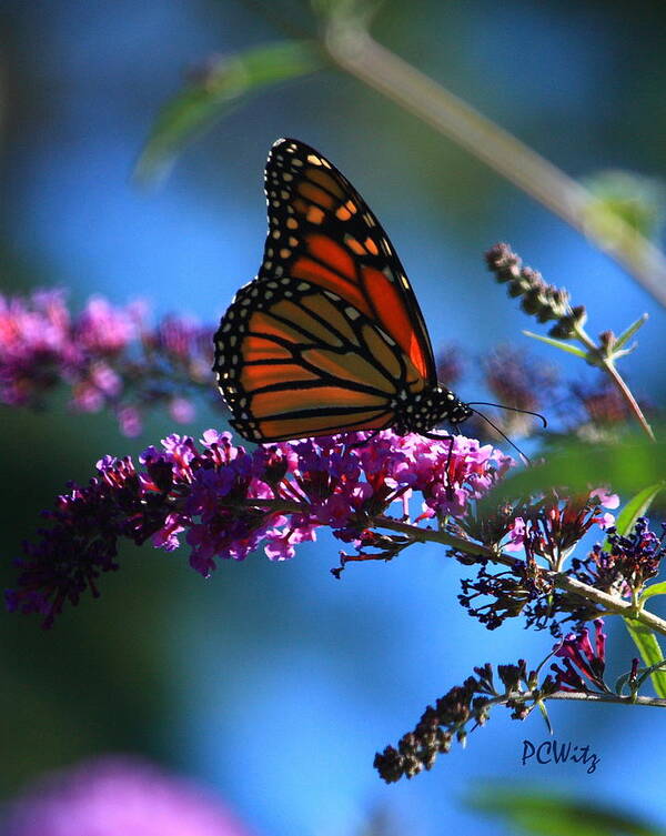 Butterfly Art Print featuring the photograph Monarch Butterfly by Patrick Witz