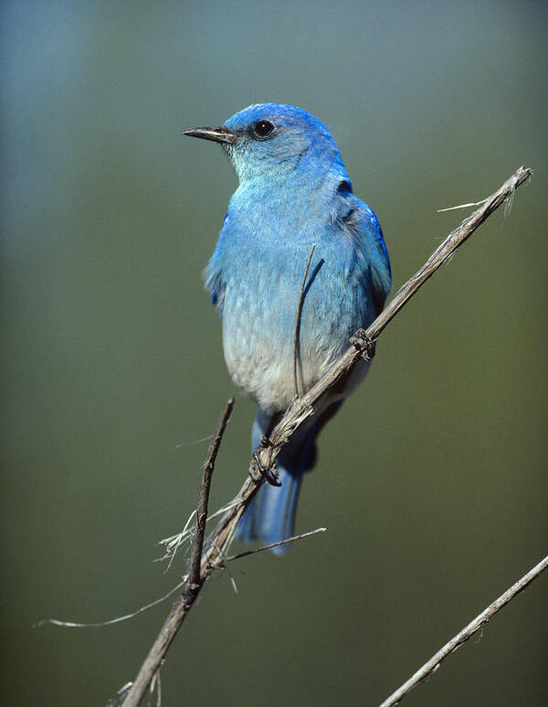 00176592 Art Print featuring the photograph Mountain Bluebird Perching On Twig by Tim Fitzharris