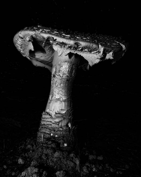 Mushroom Art Print featuring the photograph Mushroom by Steve Hurt