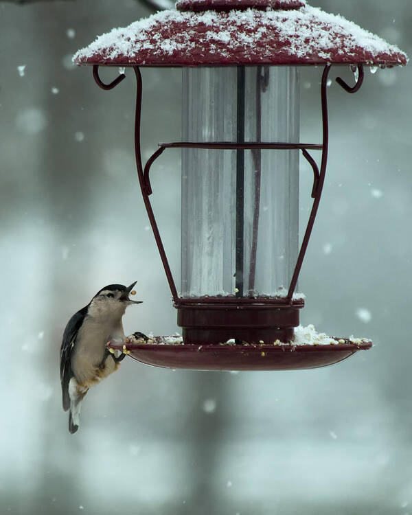 Bird Art Print featuring the photograph Nuthatch Catch by Bill and Linda Tiepelman