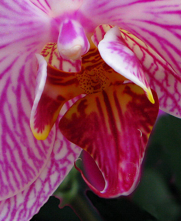 Flower Art Print featuring the photograph Orchid Purple Extreme Close Up by Richard Singleton