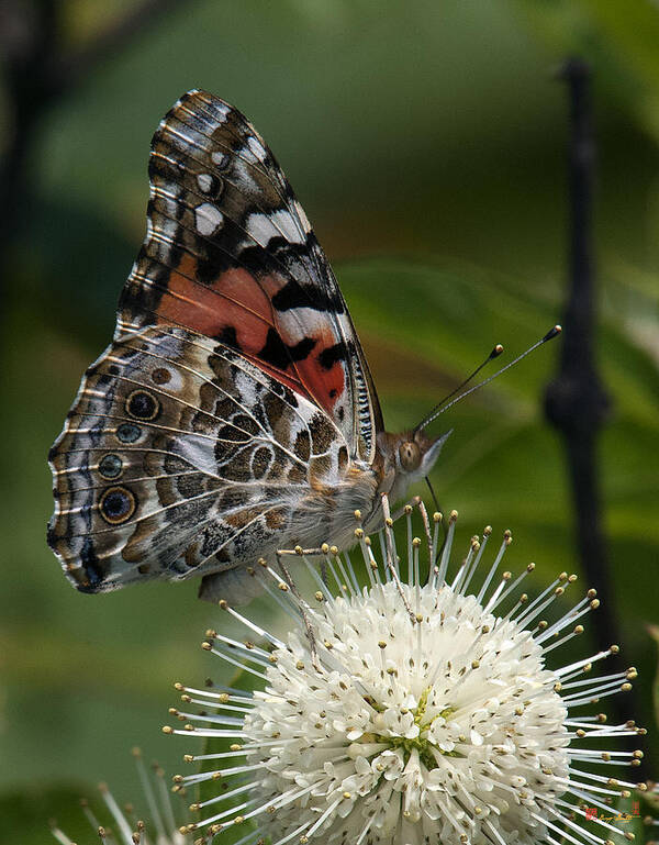 Study Art Print featuring the photograph Painted Lady Butterfly DIN049 by Gerry Gantt