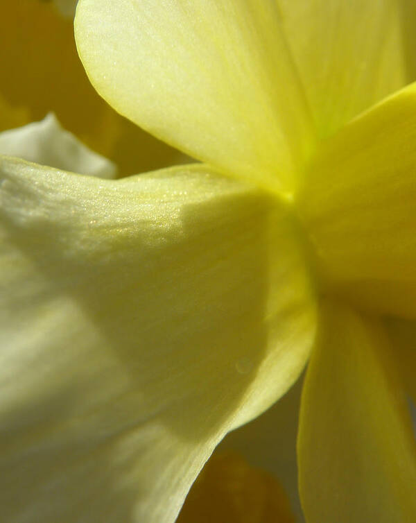 Daffodil Art Print featuring the photograph Pedals Of Sunshine by Kim Galluzzo