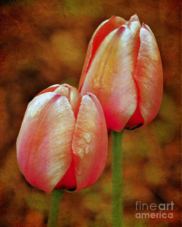 Flower Art Print featuring the photograph Pink Tulips by Smilin Eyes Treasures