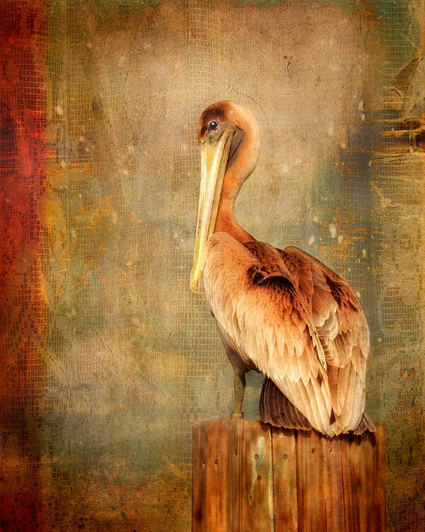 Pelican Art Print featuring the photograph Portrait of a Pelican by Karen Lynch