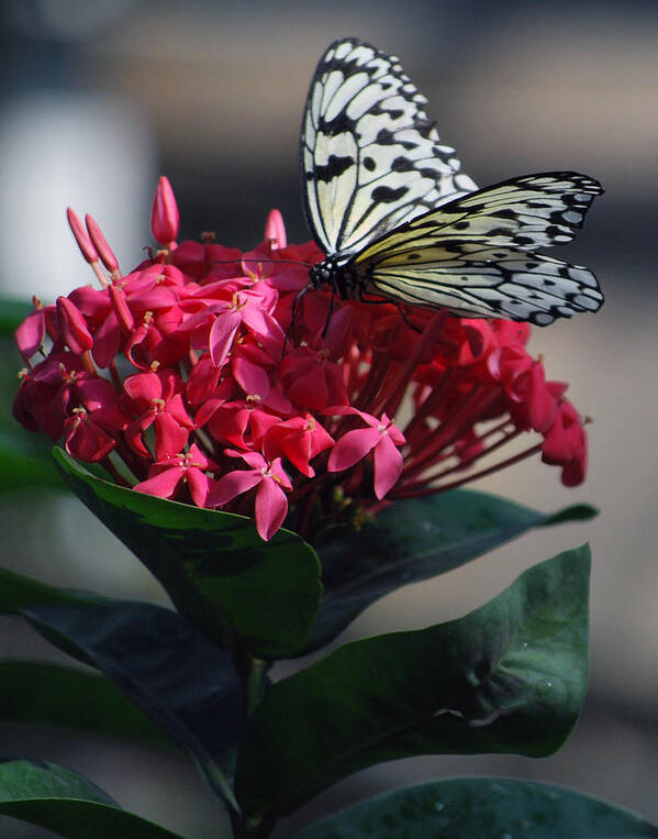 Pink Flower With Black And White Butterfly Art Print featuring the photograph Pretty On Pink by Amee Cave