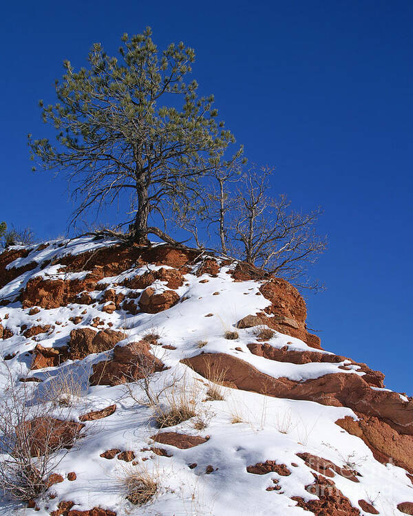 Colorado Art Print featuring the photograph Snow Tree by Jack Norton