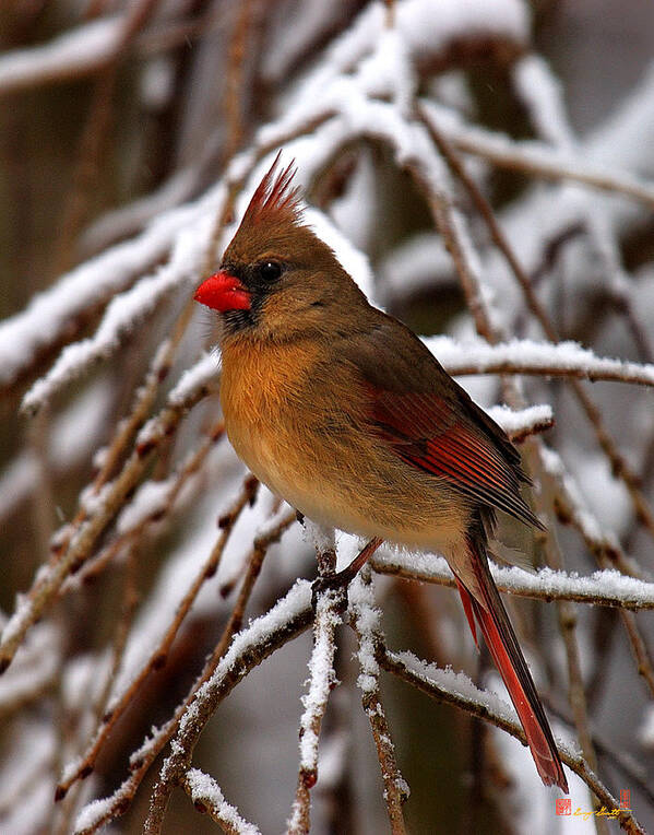 Nature Art Print featuring the photograph Snowbirds--Cardinal DSB025 by Gerry Gantt