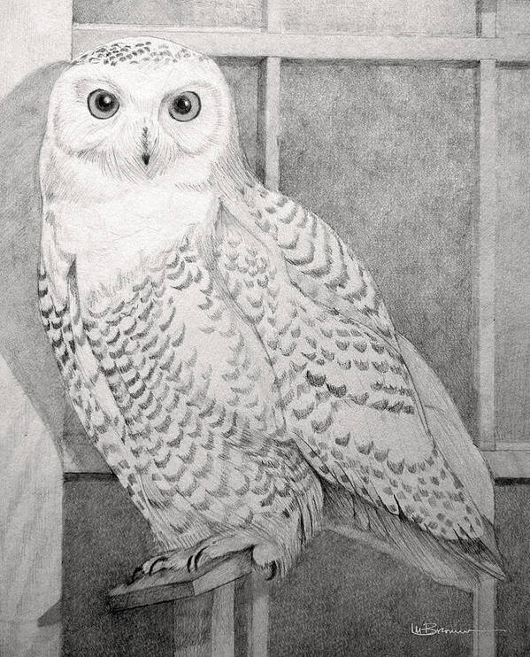 Snowy Owl Art Print featuring the drawing Snowy Owl by Leslie M Browning