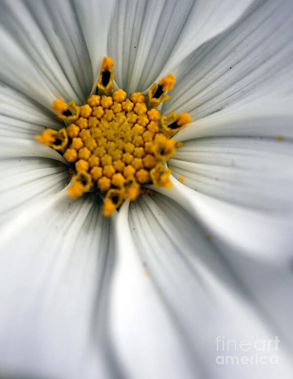 Sonata Art Print featuring the photograph Sonata Cosmos White by Henrik Lehnerer